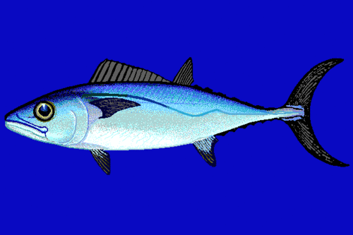 Dogtooth tuna